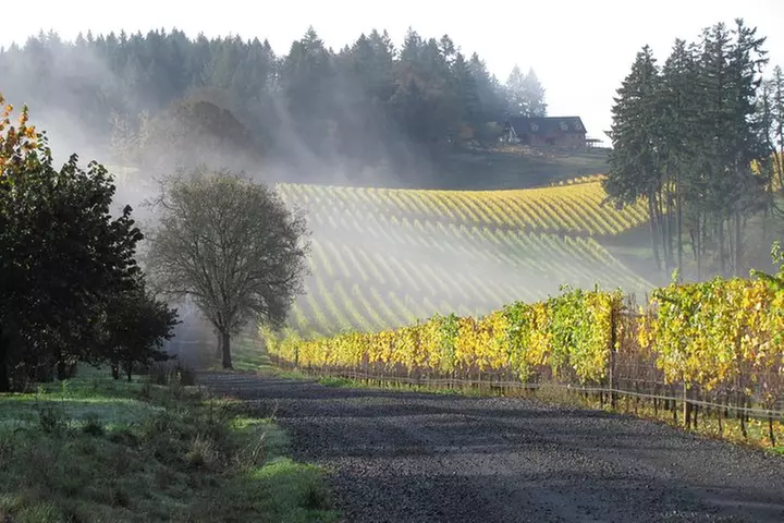 Vineyard Tour & Private Tasting - Primary Image