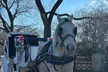 Central Park Carriage Ride NYC's Timeless Tour - Image 5