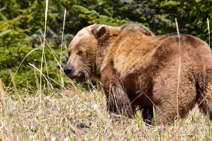 Alaska Bear Viewing Adventure from Seward