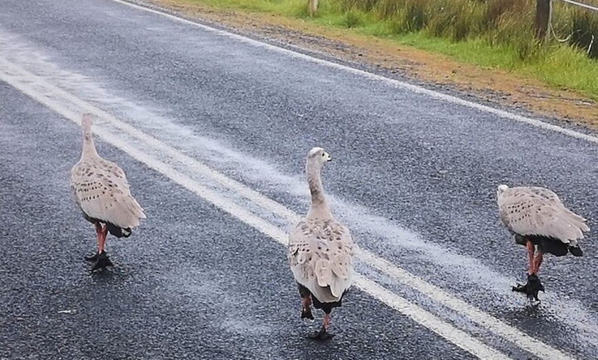 Image 15: Phillip Island Penguin Parade and Wildlife Tour from Melbourne