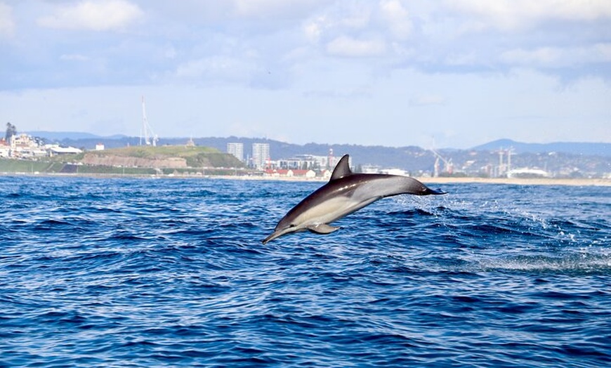 Image 11: Hunter Coastal Adventure Tour by Boat from Newcastle