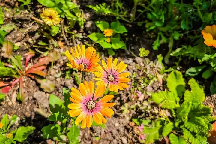 Demi-journée guidée à Giverny Monet depuis Paris