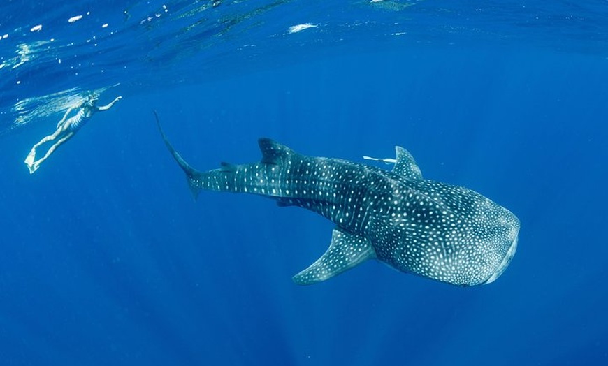 Image 12: Swim with Whale Sharks in the Ningaloo Reef: 3 Island Shark Dive