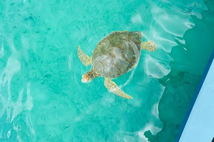 Bahamas Budget Adventure: Pigs, Snorkle, Turtles, and Beach