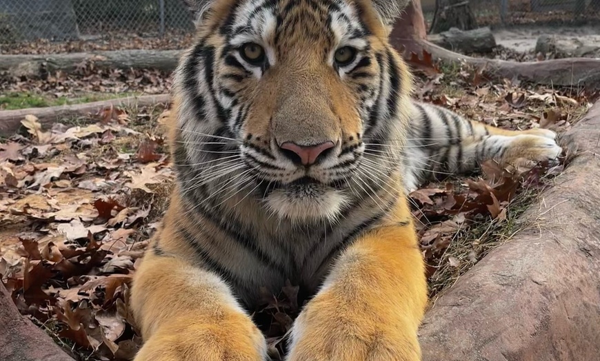 Image 1: $20 For A Zoo Admission, Wild Adventure Mini-Golf & Parakeet Jungle...