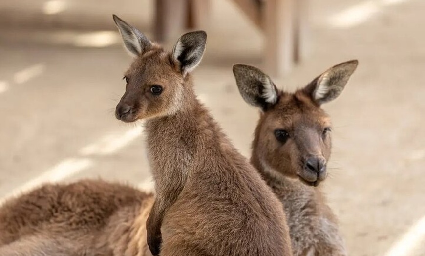 Image 2: Blue Mountains Day Tour with Zoo and Scenic World Japanese Guide