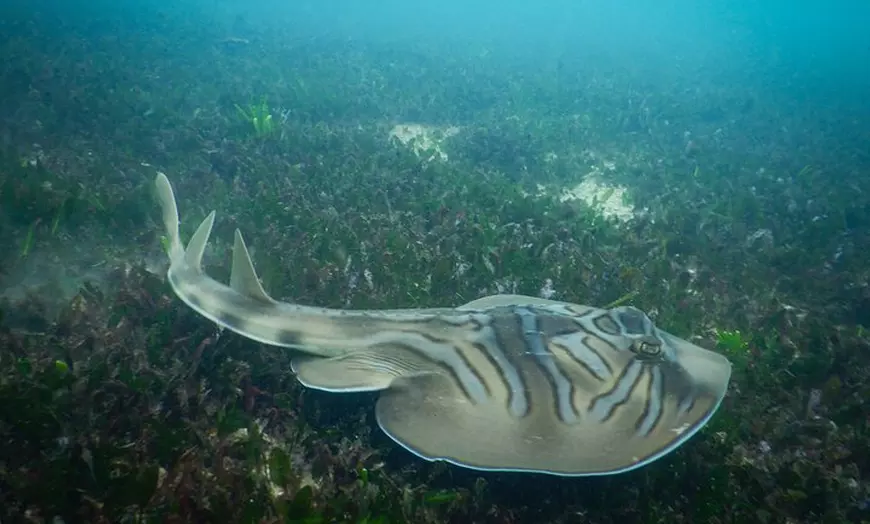 Image 12: Snorkeling Adventure for Kids with Private Guide In Sydney