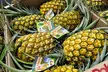 North Shore Dole Pineapple Farm Tour - Second Medium
