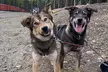 Anchorage's Authentic Dog Sledding Experience - Second Medium