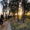 Image 2: Hunter Valley Sunset Horse Ride - 90 Minutes