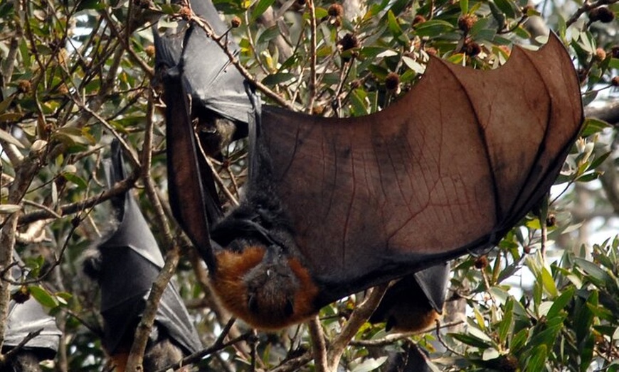 Image 2: Walking with Sydney Flying Foxes (Fruit Bats)