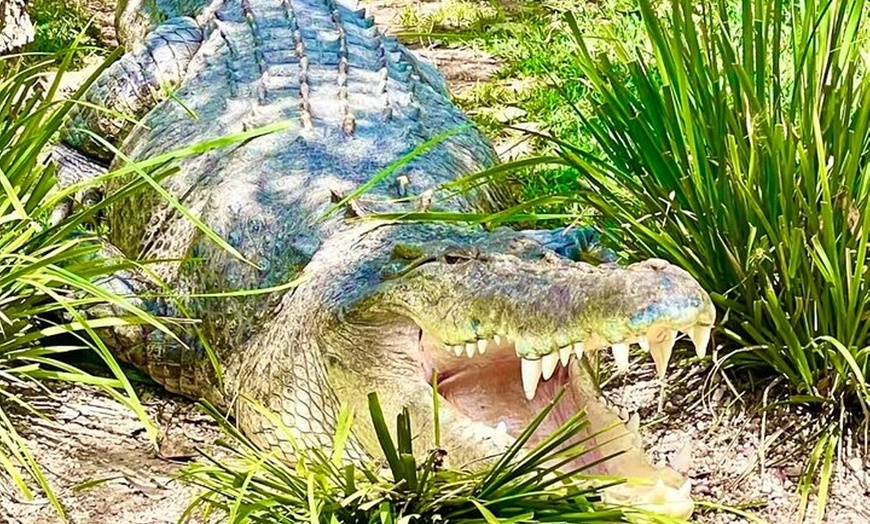 Image 5: Baby Animals, Boomerangs and BBQ Lunch