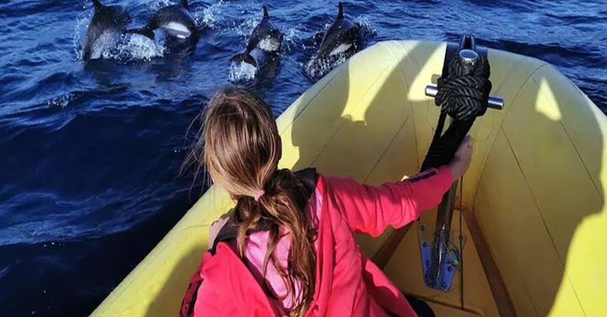 Safari de observación de delfines en Lanzarote