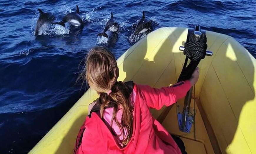 Image 16: Avistamiento de Delfines y Baño en Playa de Papagayo Lanzarote