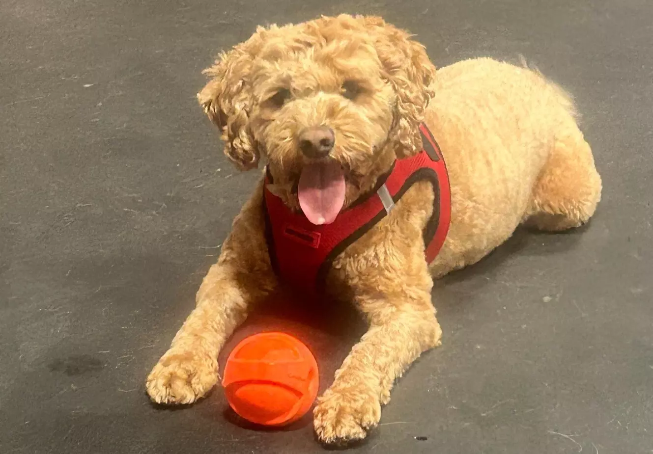 $15 For $30 Worth Of Dog Park Visits