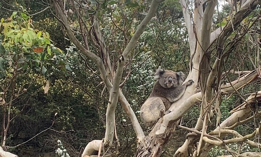 Image 5: Great Ocean Road and 12 Apostles Private Day Tour