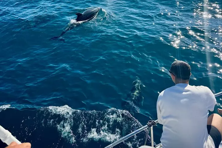 Avistamiento de Delfines en Benalmadena - Primary Image
