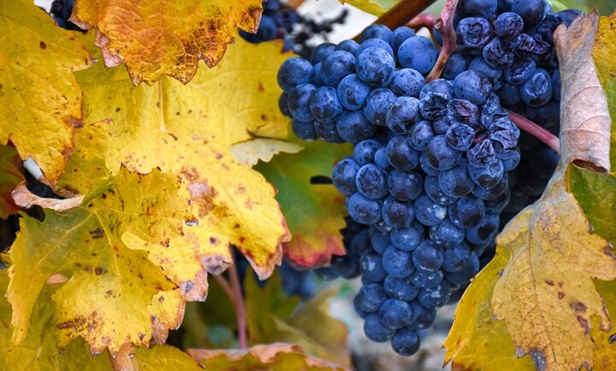 Image 5: Excursión a Logroño y Laguardia con visita a bodega desde Vitoria