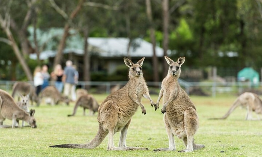 Image 9: Grampians National Park Small-Group Eco Tour from Melbourne