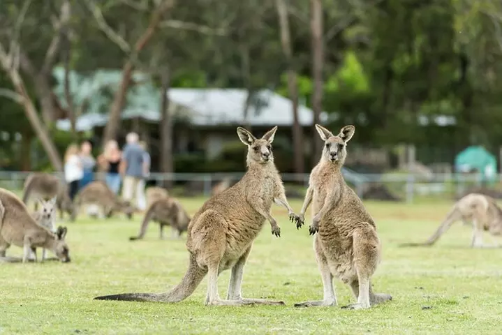 Grampians National Park Small-Group Eco Tour from Melbourne