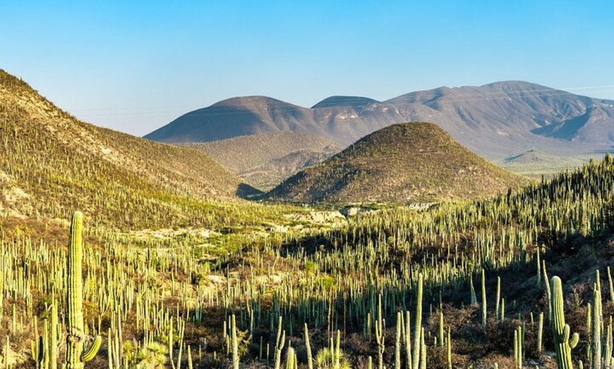 Image 3: From Puebla: Private Tour to Tehuacán Biosphere Reserve + mezcal