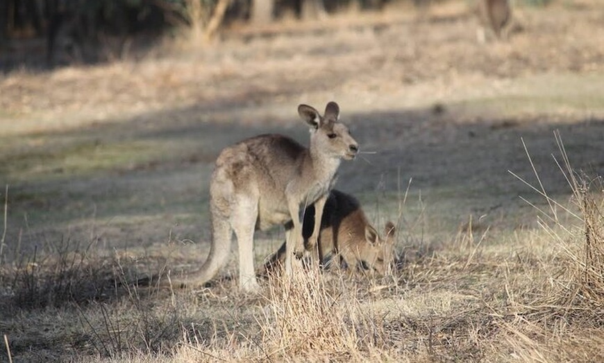 Image 7: Great Ocean Road 12 Apostles Tour - Less crowd more highlights