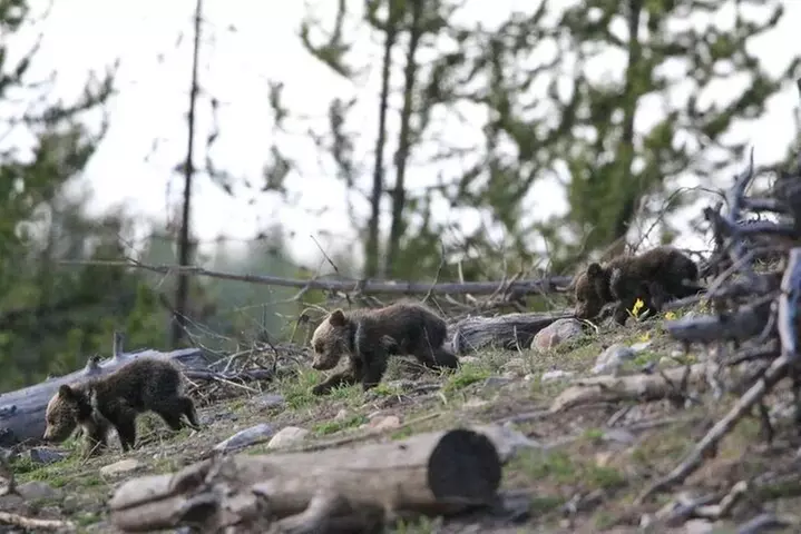 Yellowstone in a Day Private Guided Tour