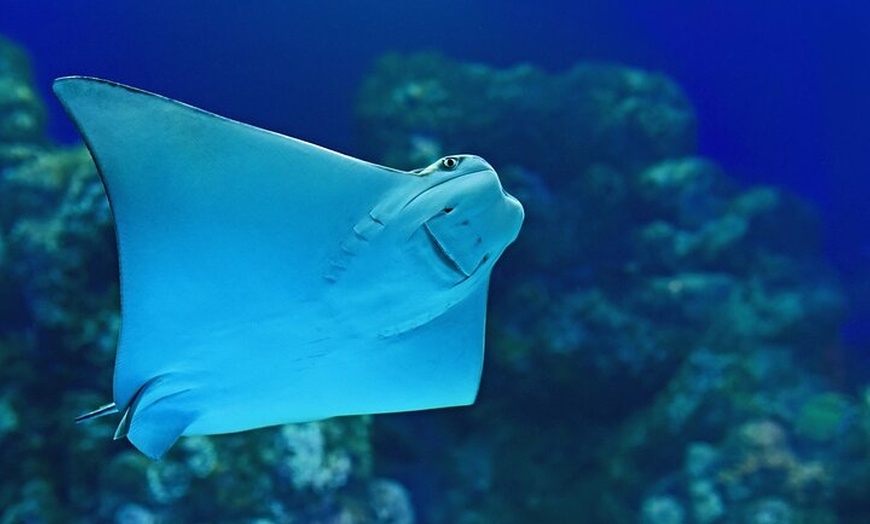Image 4: Tomb of the Pharaohs and Cairns Aquarium Combo