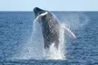 Seastreak New York City Whale Watching Cruise - Second Medium