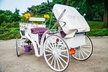 Official Private New York City Central Park Horse Carriage Ride Since 1965™ - Second Medium