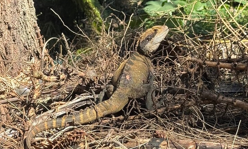 Image 32: Sydney Guided Wildlife Walk Explore Birds and Nature