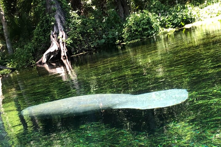 Clear Canoeing and Wildlife Sightseeing at Silver Springs