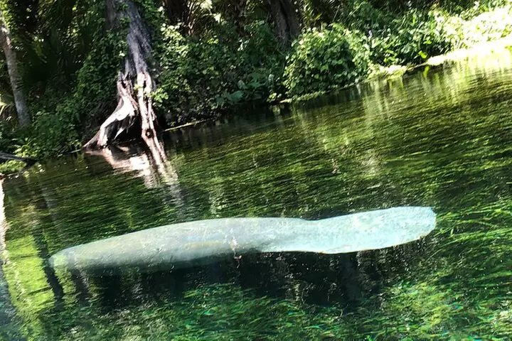 Clear Canoeing and Wildlife Sightseeing at Silver Springs