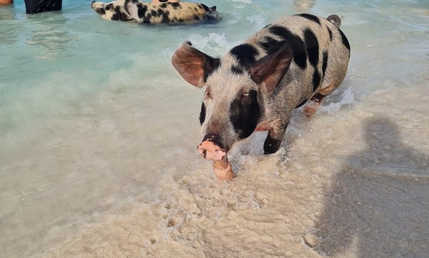Image 20: Rose Island Snorkeling, Lunch, Rum Punch and Swimming Pigs