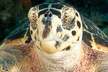 2 Location Snorkel Tour - Gear Included, 65 minutes per location - Second Medium
