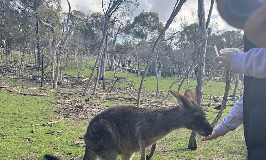 Image 6: Phillip Island and Moonlit Sanctuary Premium Day Tour Small group