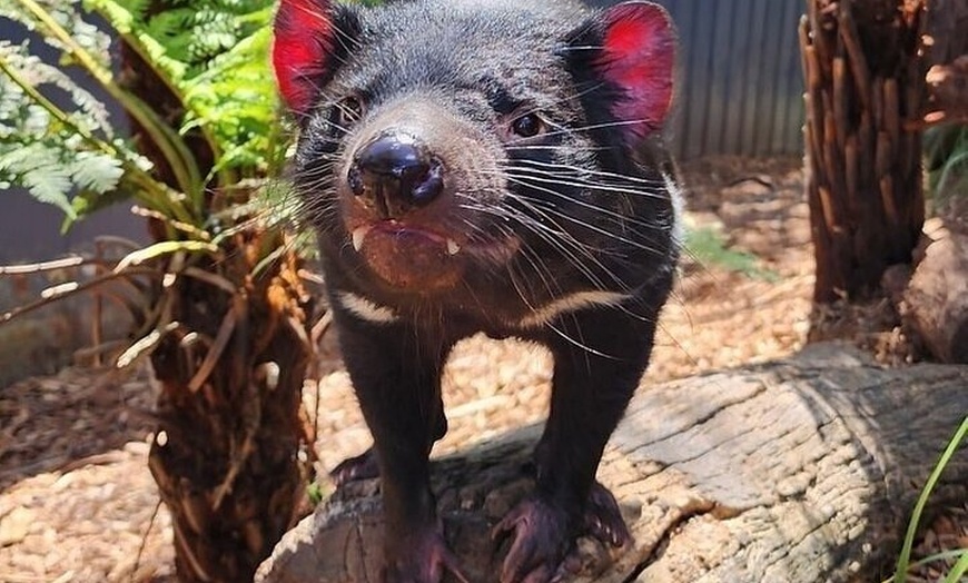 Image 6: Melbourne PRIVATE Penguin Tour Wildlife Tour-Gold Mines Town Tour