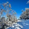 Image 1: Melbourne: Ultimate Mt Baw Baw Snow Private Tour Experience.