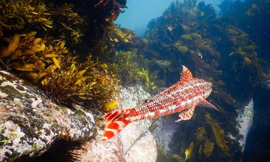 Image 5: Snorkeling Adventure for Kids with Private Guide In Sydney
