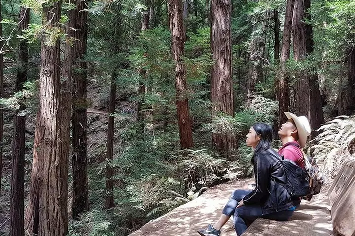 From San Francisco: Guided Tour to Muir Woods and Sausalito
