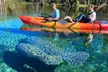 Silver Springs Jungle Kayaking and Paddleboarding - Second Medium