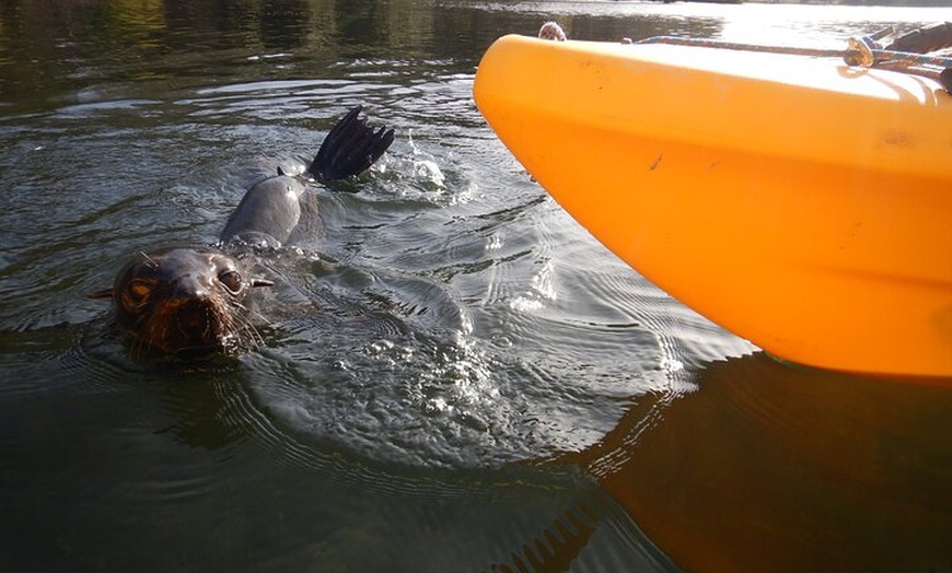 Image 9: 3 Day Guided Kayak Camping Adventure on the Clyde River