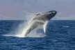 Afternoon Whale Watching Tour in Maui with Dinner - Image 2