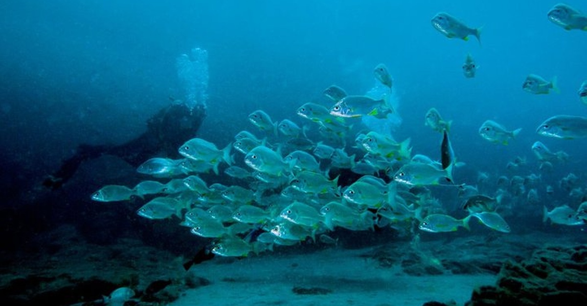Actividad de buceo para principiantes en Lanzarote