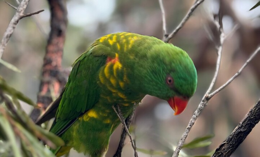 Image 10: PRIVATE Blue Mountains Scenic World Australian Wildlife & Cruise