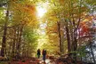 Blue Mountains Shuttle from Toronto – Village or Scenic Caves - Second Medium