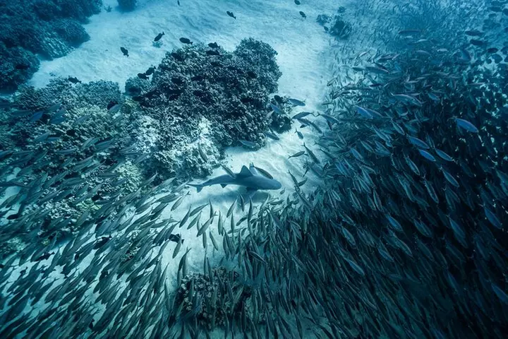 Kaimana Ocean Safari