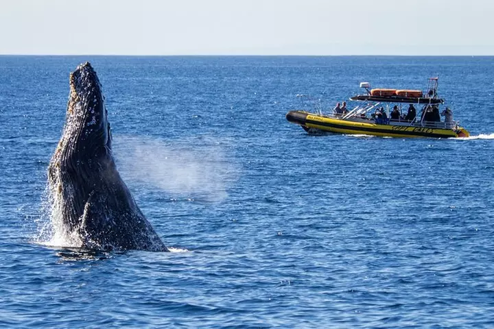 Up-Close Dolphin & Whale Watching Zodiac Adventure in Dana Point
