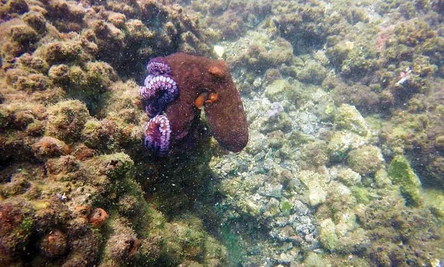 Image 28: Wave Break Island Snorkel Tour on the Gold Coast