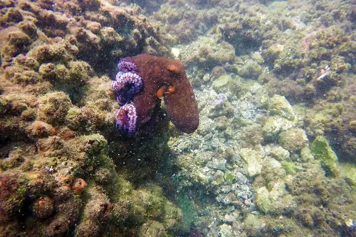Wave Break Island Scuba Diving on the Gold Coast